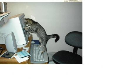 mon chat